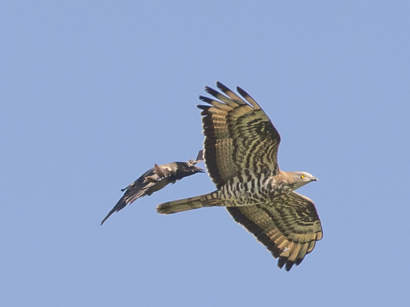 Falco pecchiaiolo e Cornacchia grigia